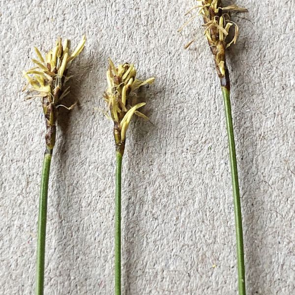 Carex parallela Op Dovre 2020.07 3 R.Elven a
